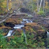 Fall foliage provides a glorious backdrop for a seasonal hike in the Delaware Water Gap. Photo by aimintang via Canva.com