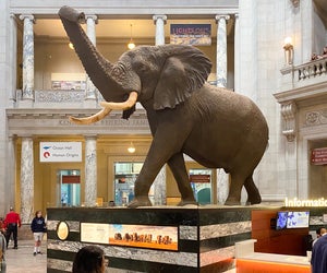 Your kiddos will be in awe of the size of this humongous African elephant I am in awe of its size. Photo by author Lisa Warden