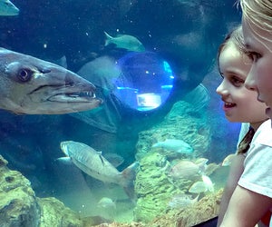 Get close to underwater creatures at the Frost Science Museum's massive aquarium. Photo by Jackie Jones