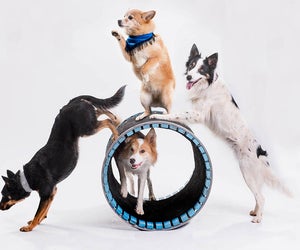 Start 2026 with furry performers at Mutts Gone Nuts, a showcase of the most talented, hysterical four-legged performers! Photo courtesy Mutts Gone Nuts