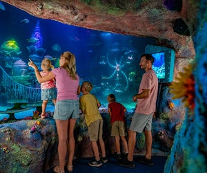 SEA LIFE Florida officially opened this summer, treating families to major aquatic fun. Photo courtesy SEA LIFE