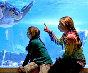 The Maritime Aquarium at Norwalk has 75 animal exhibits and is home to more than 7,000 animals. Photo courtesy of the aquarium